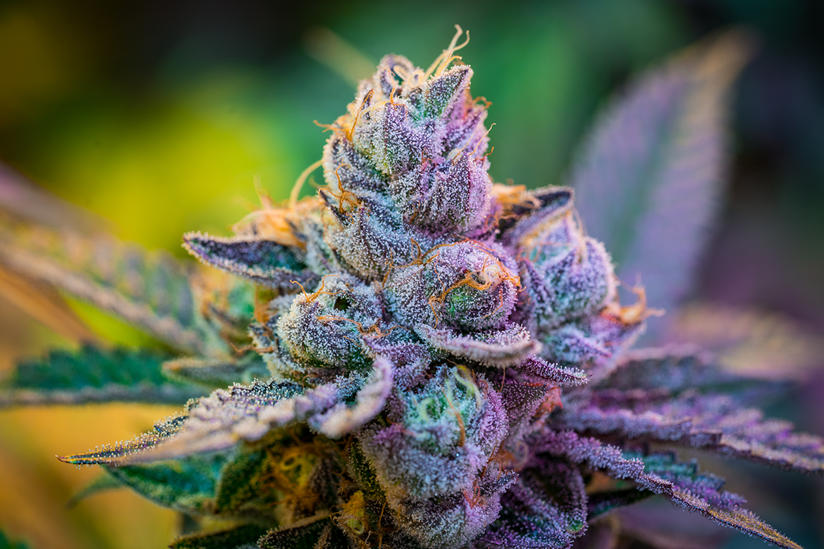 What is Cannabis Flower? - Bud and Mary's